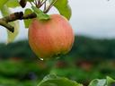 Apple in an orchard