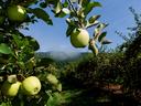 Apple orchard