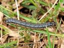 Fall Armyworm Larvae