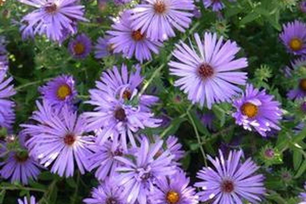 Cluster of purple aster flowers with yellow centers and green foliage