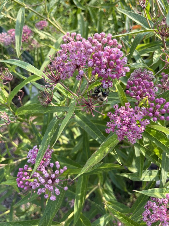 photo of asclepia incarnata showing clumps of bright purple tiny flowers on branches 