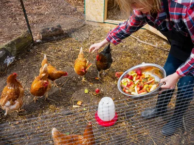 Backyard Chicken Flock