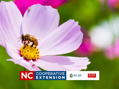 Beginning Beekeepers