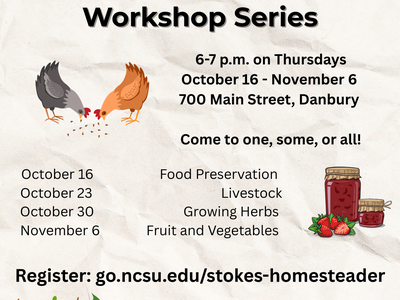 Chickens pecking at scratch grain, jars of jam, and tomatoes on a vine