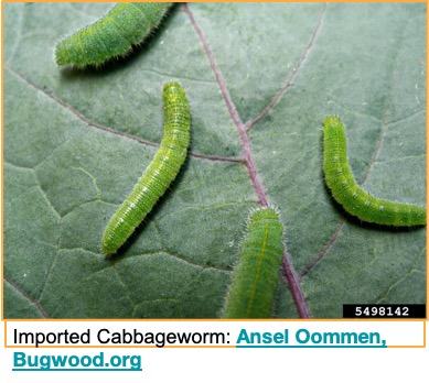 Imported cabbageworms feeding on a green leaf. Photo credit: Ansel Oommen, Bugwood.org.