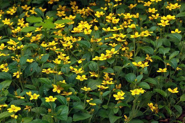 short blanks of green plants with yellow flowers. 