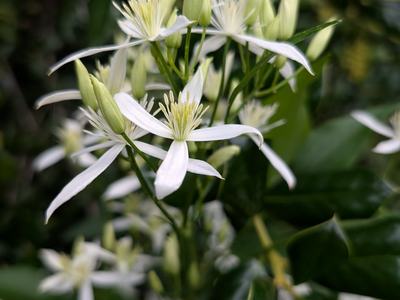 Clematis terniflora flower_Photo by Amanda Bratcher (1)