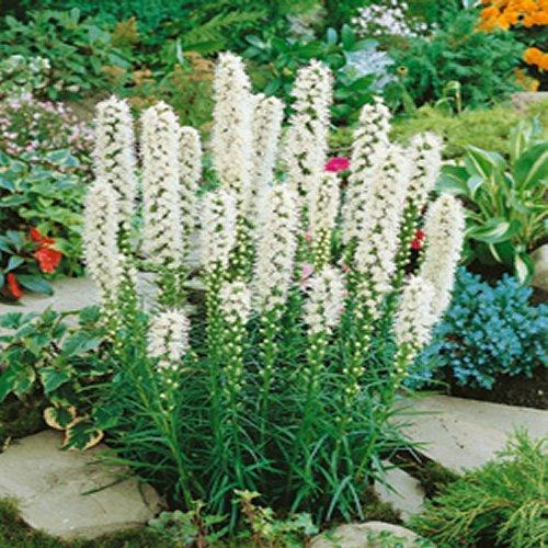 White liatris (blazing star) flower spikes growing in a garden bed with stone pavers