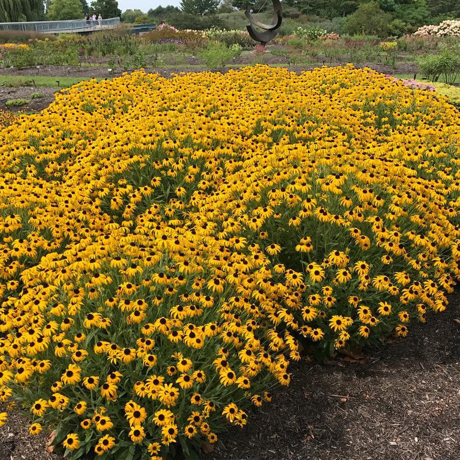 Large bed of yellow black-eyed Susan flowers in a public garden