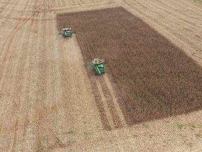 Two green combines harvesting a rectangular patch of standing corn in a harvested field