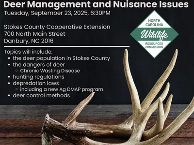 photo of deer sheds on a wooden table