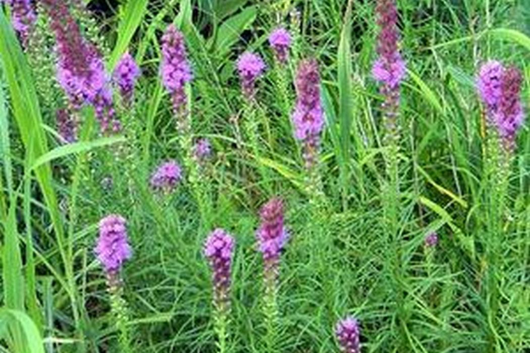 liatris photo with purple flowers clumped on vertical spears amid long grass like leaves. 