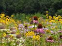 Wildflowers visited by pollinators. 