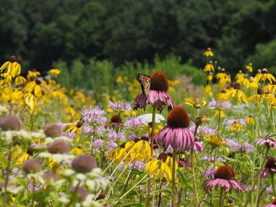 Wildflowers visited by pollinators. 