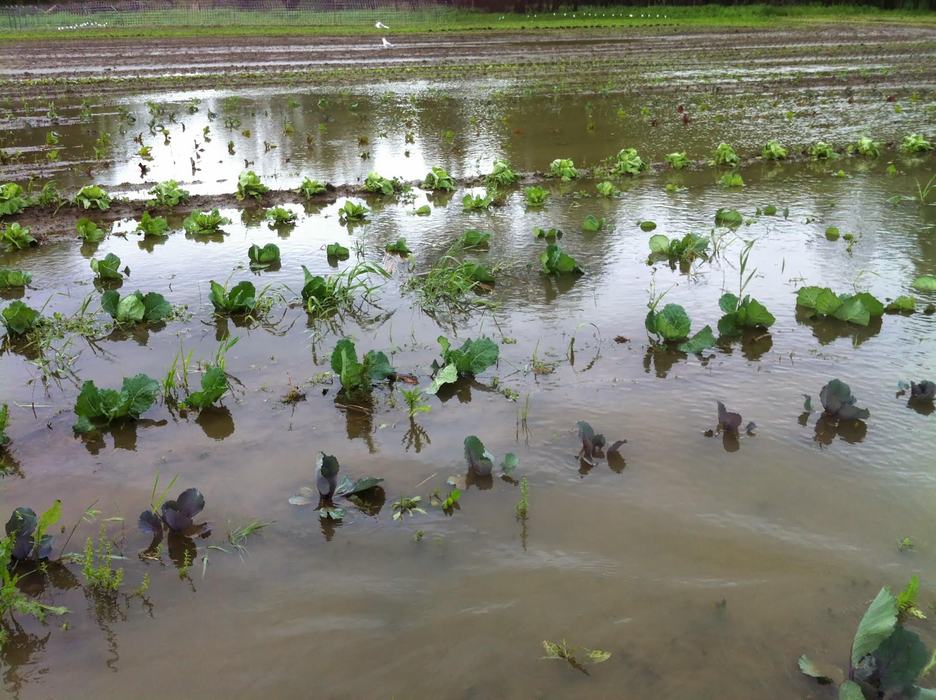 field of greens covered in overflowing water