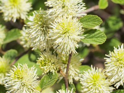 Fothergilla flowers