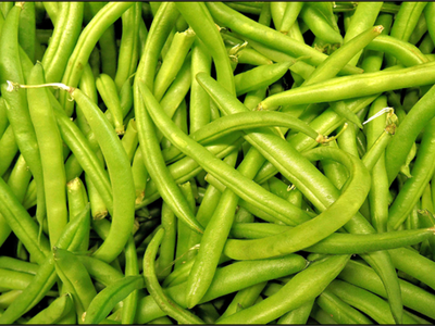 Freshly harvested green beans