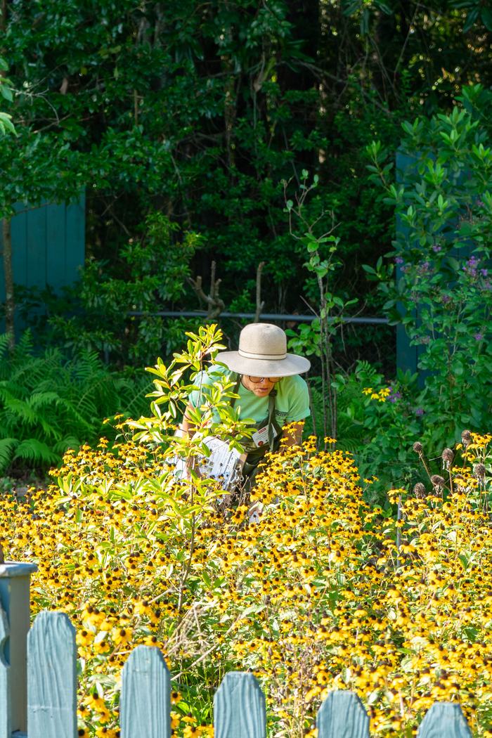 Extension Master Gardener counting pollinators