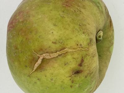 Green apple with a long brown cracked scar across its skin and small bruises