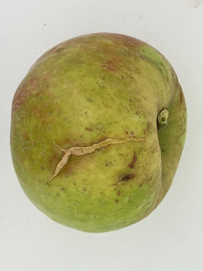 Green apple with a long brown cracked scar across its skin and small bruises