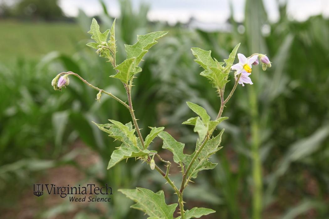 Horsenettle, flowering