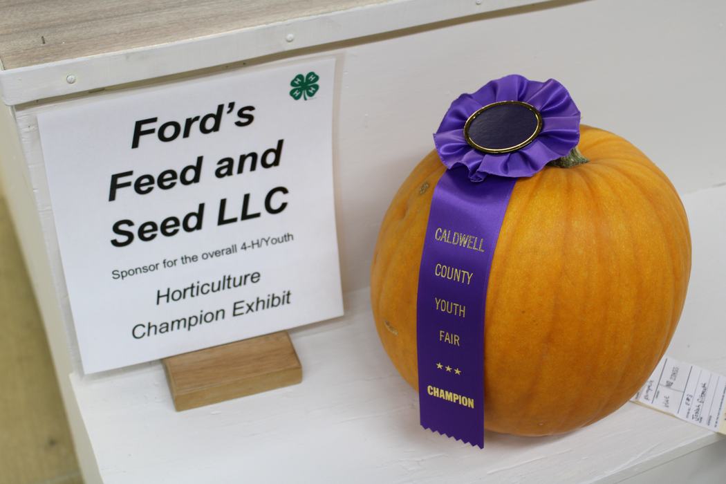 Youth Best of Show Pumpkin on Display at a past Caldwell County Ag Fair