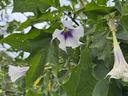 Jimson Weed