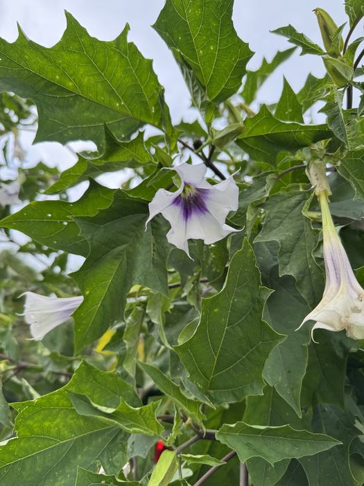 Jimson Weed
