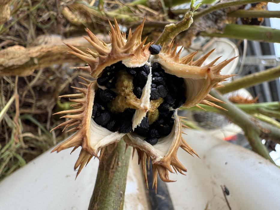 Jimson Weed seed pod