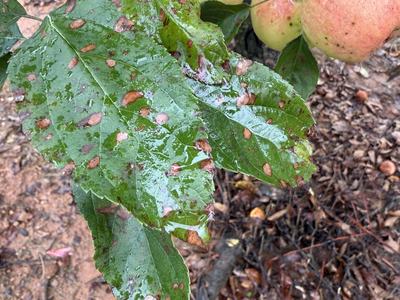 GLS and bitter rot on 'Gala' apple tree during rain