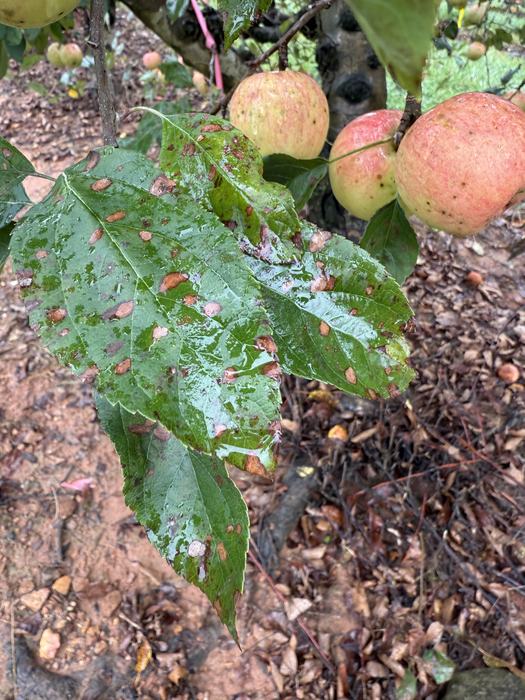 GLS and bitter rot on 'Gala' apple tree during rain