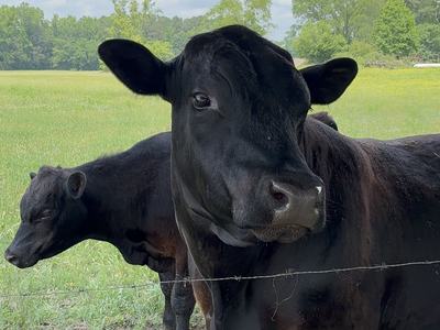 Two cows stand under a tree in a field.