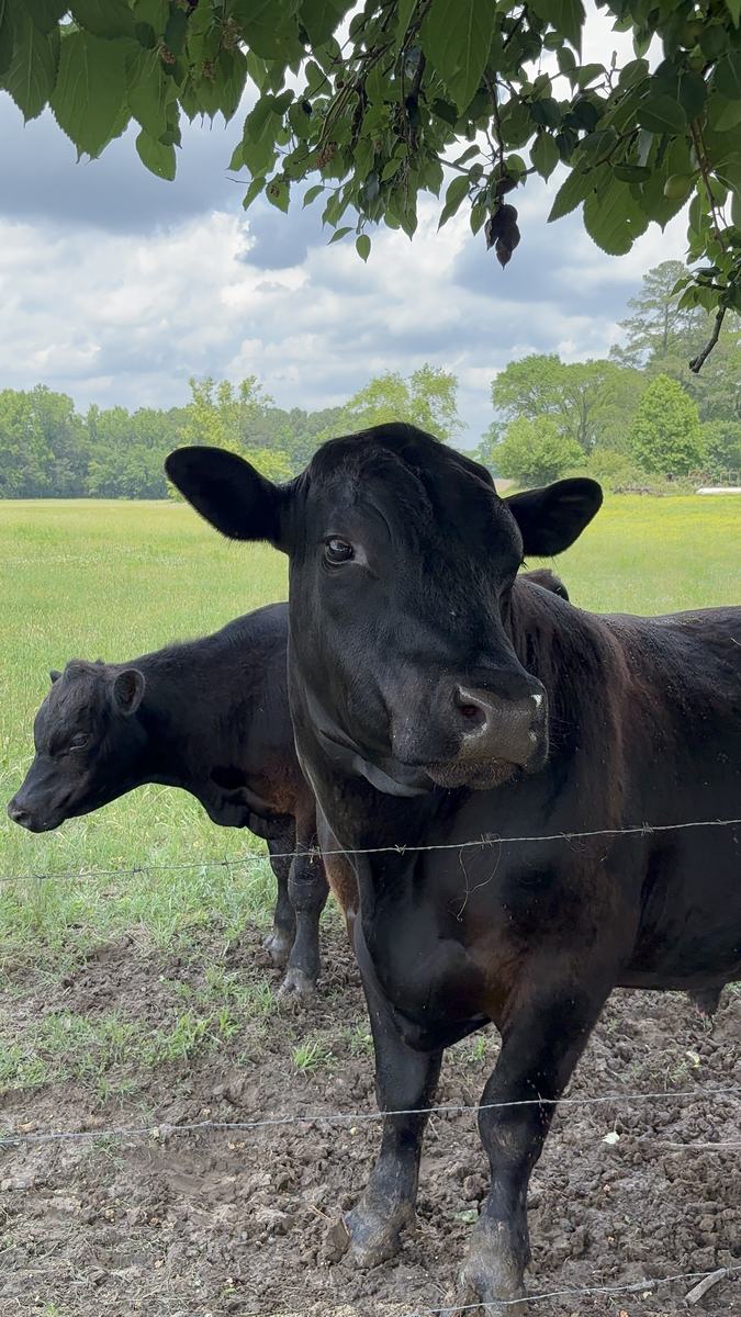 Two cows stand under a tree in a field.