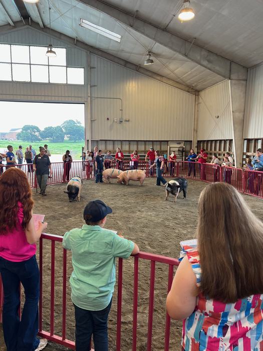 swine judging