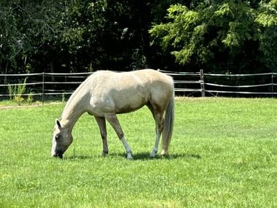 Properly grazed pasture at recommended grazing height for Bermuda