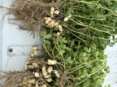 Two uprooted peanut plants placed side by side on a metal surface, showing differences in pod development and root structure for comparison.