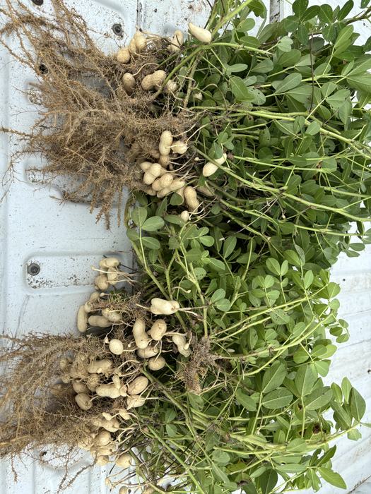 Two uprooted peanut plants placed side by side on a metal surface, showing differences in pod development and root structure for comparison.