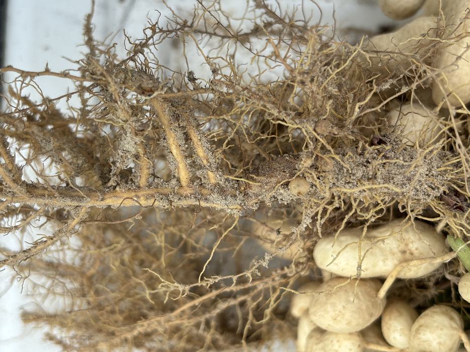 Close-up of a peanut plant root system showing visible nodules swelling and root deformation.