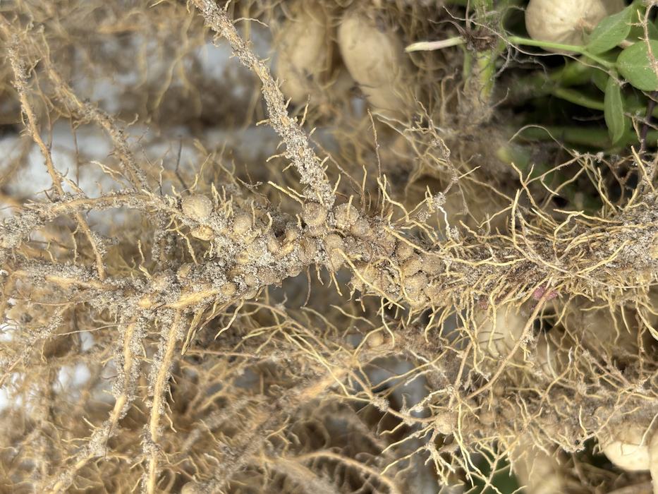 Close-up of peanut roots displaying severe galling and swelling.