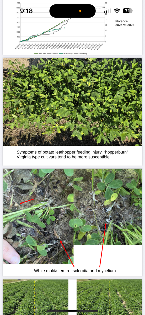 Two line graphs comparing cumulative precipitation (cPrecip) and cumulative degree days (cDD) for 2025 and 2024 in Blackville and Florence, showing higher cDD and lower 2025 precipitation in both locations. Peanut plants with yellowed, curled leaf tips labeled as symptoms of hopperburn from potato leafhopper feeding; Virginia type cultivars noted as more susceptible.