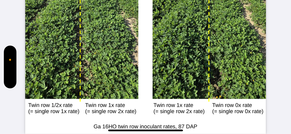 Field comparison of peanut plant density across four plots with different inoculant rates, showing “Ga 16HO twin row inoculant rates, 87 DAP”; visual differences suggest inoculant impact on plant growth.