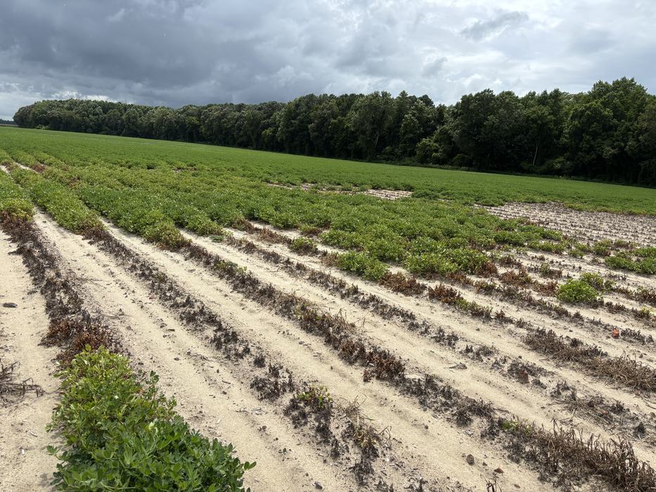 Dead and brown plants in patches in a green field of peanuts.