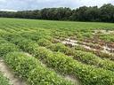 A patch of brown plants in an otherwise green field of peanuts.