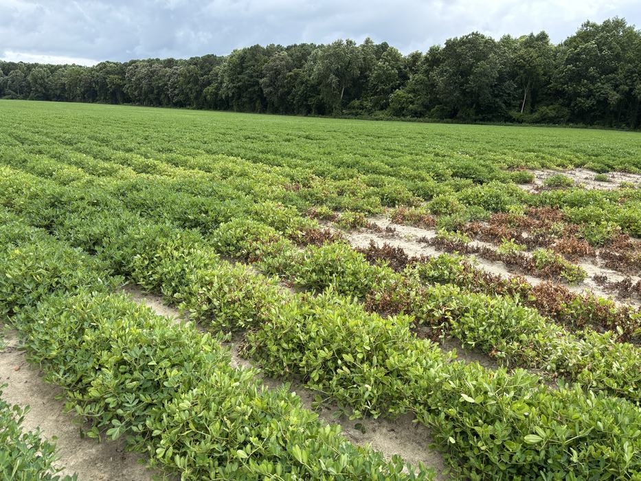 A patch of brown plants in an otherwise green field of peanuts.