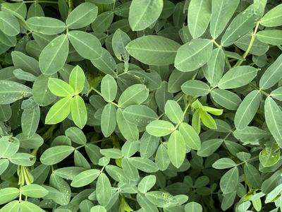 Bright green leaves showing regrowth.
