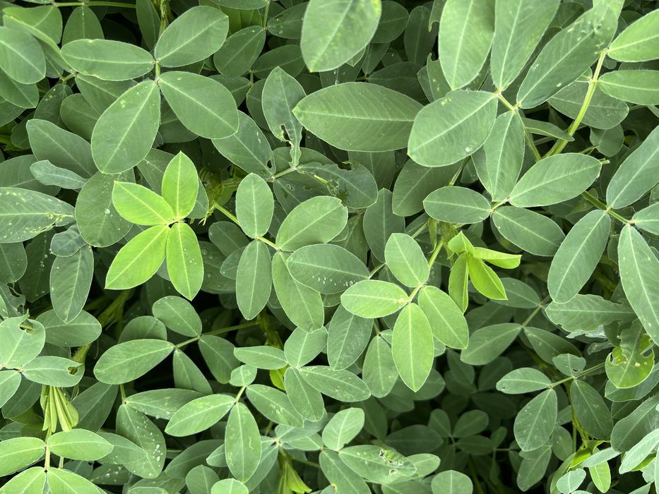 Bright green leaves showing regrowth.