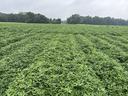 A field of green peanut plants.