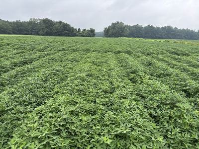 A field of green peanut plants.