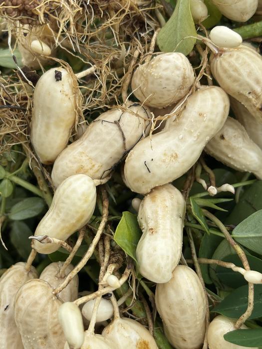Peanuts still on the plant.