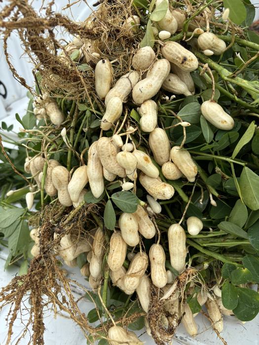 White-yellow peanuts still attached to the plant.